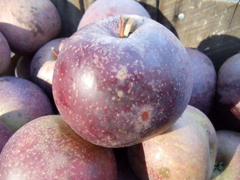 Varieties – Maine Apples