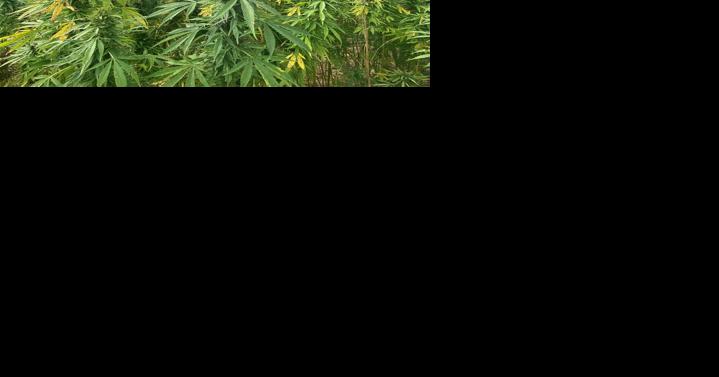 What is the Pennsylvania Hemp Steering Committee? | Hemp Industry News - Vimarsana News