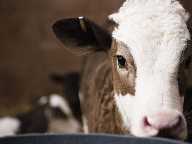 Prep to Reduce Calf Weaning Stress - Vimarsana News