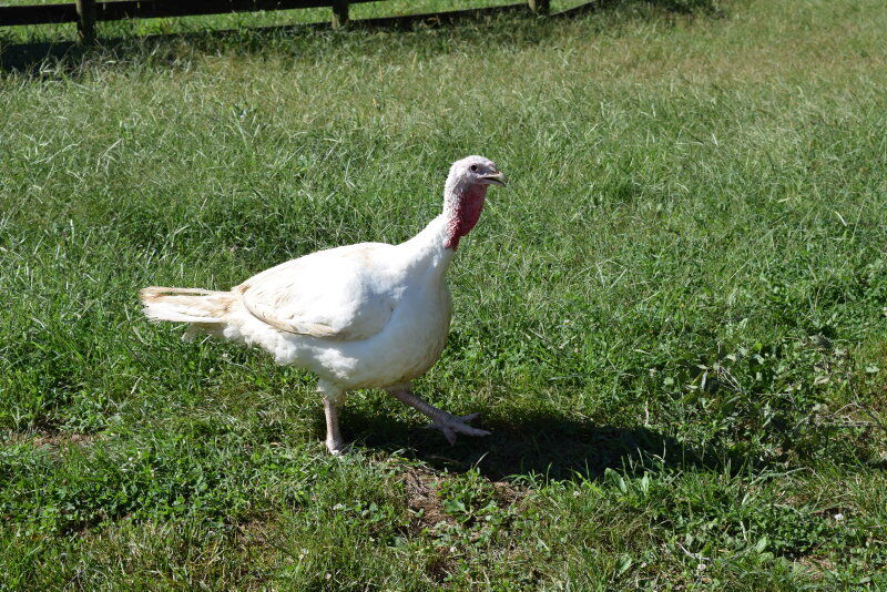 Avian Influenza Hits Adams County, Pennsylvania | Poultry News ...