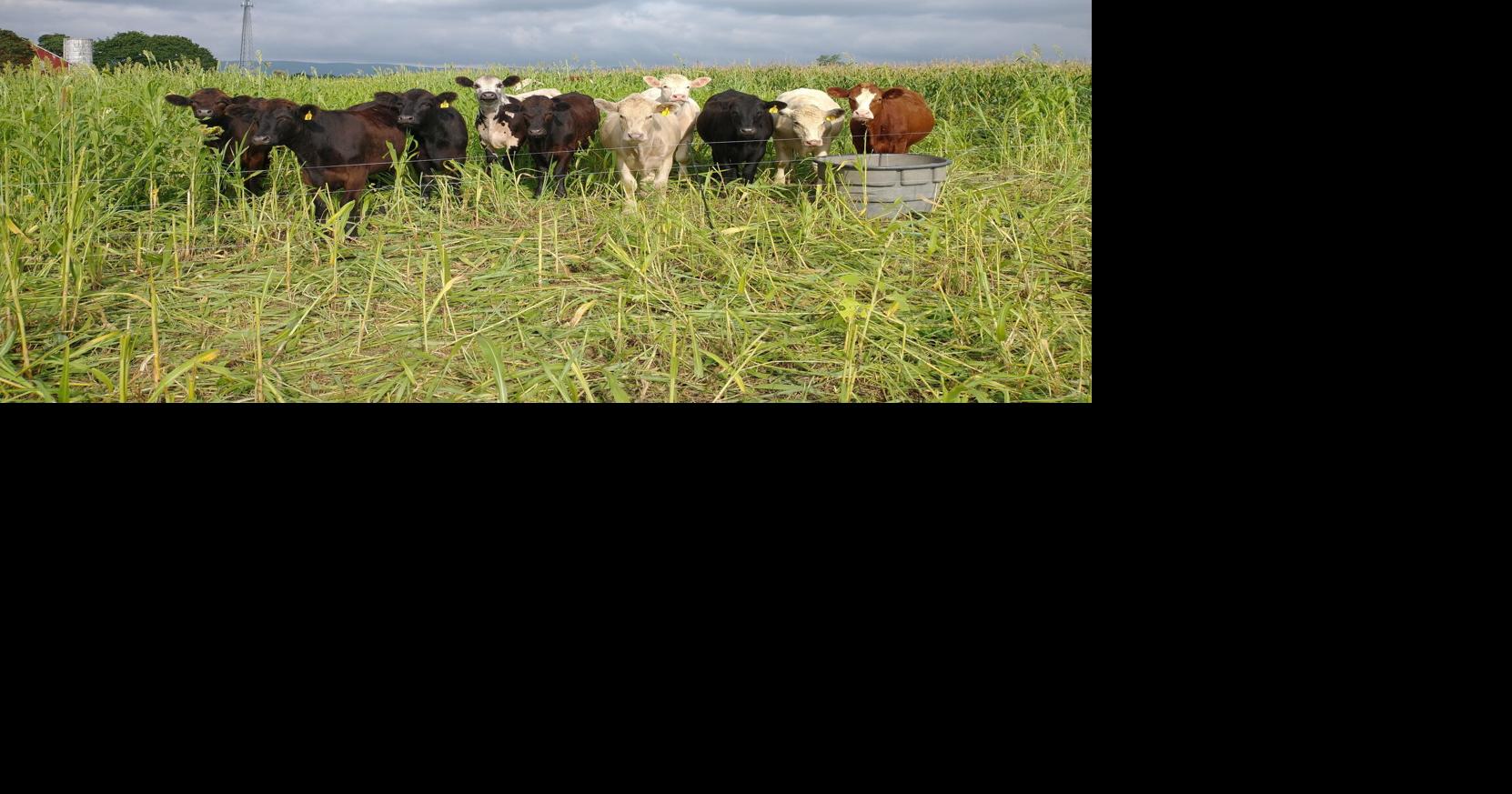 Extend Grazing Season With Summer Annual Forage Types | Conservation ...