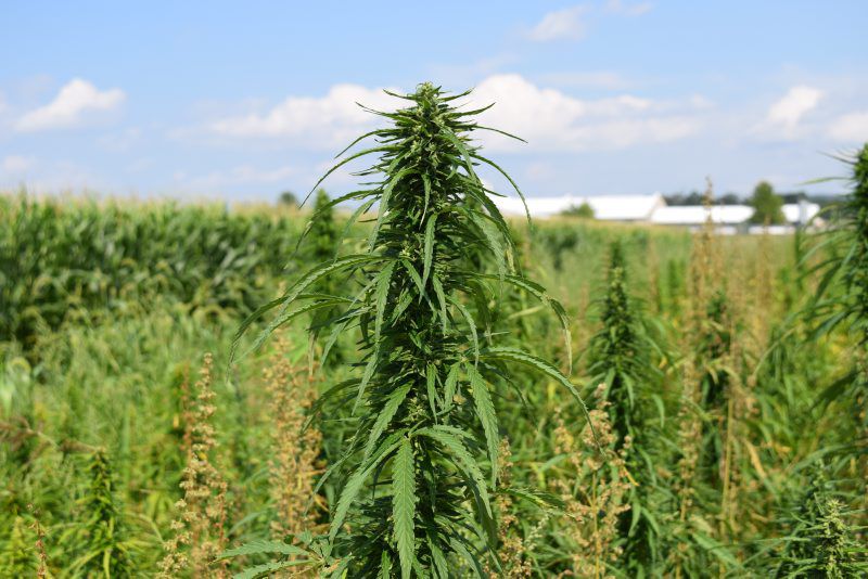 Early Research on Industrial Hemp Looks Promising Northern Region