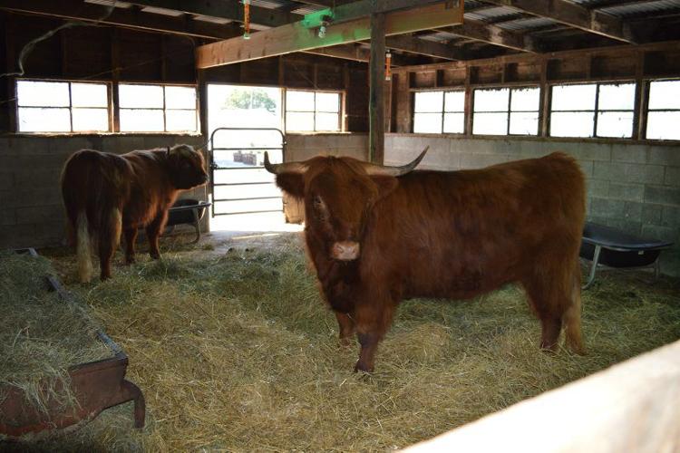 Heritage Highland Cattle Breed Has Value for Today's Producers