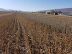 Expanding Soybean Options in Northern Pennsylvania