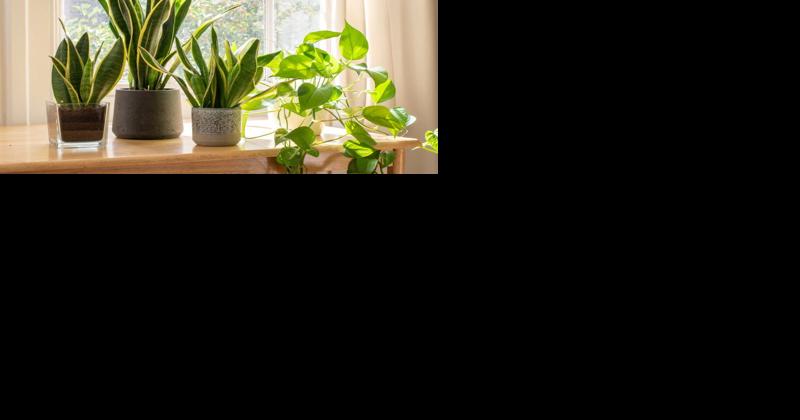 6 Popular Houseplant Trends For 2023 - Vimarsana News