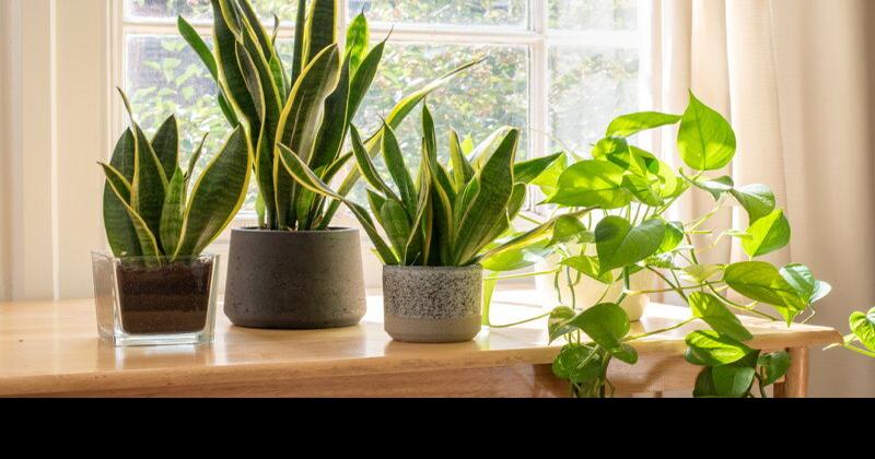 6 Popular Houseplant Trends For 2023 | Gardening Tips and How-To Garden Guides