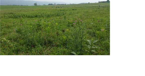 Organic No-Tillers Have Weed Management Options - Vimarsana News