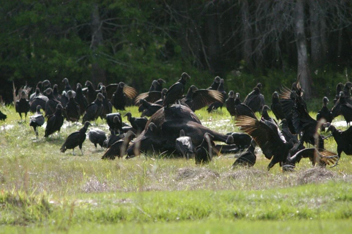 Black Vultures a Rising Danger to Livestock in Pennsylvania Main