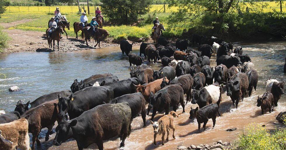 Weekend Cattle Drives in the Blue Ridge Mountains Put Guests in the Saddle - Vimarsana News