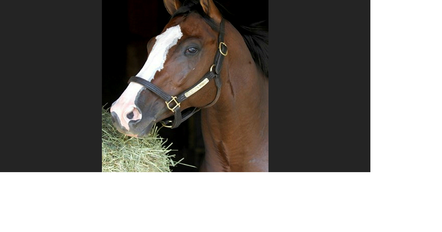 The Green Monkey was a Record-Setting $16 Million Thoroughbred Flop ...