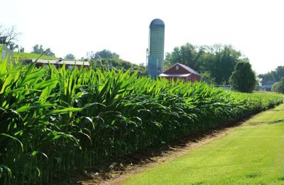corn field silo