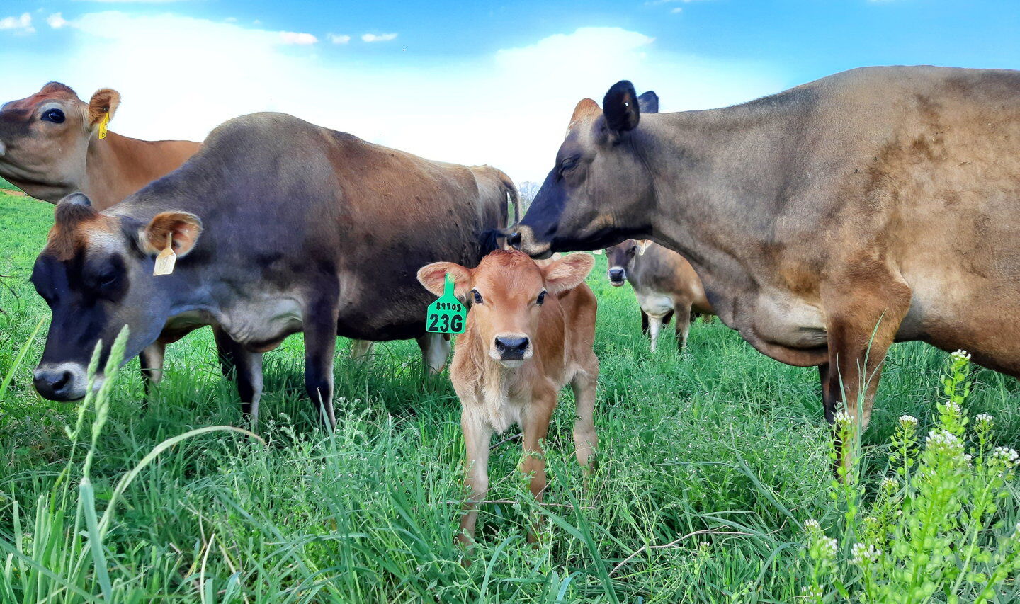 Nurse Cows Feed Calves With Minimal Labor | Dairy News ...