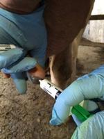 Over the Counter Livestock Antibiotics May Soon Require Vet Prescriptions
