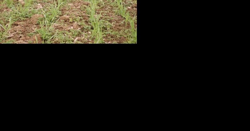 Penn State Has Crops Conferences, New Educator - Vimarsana News