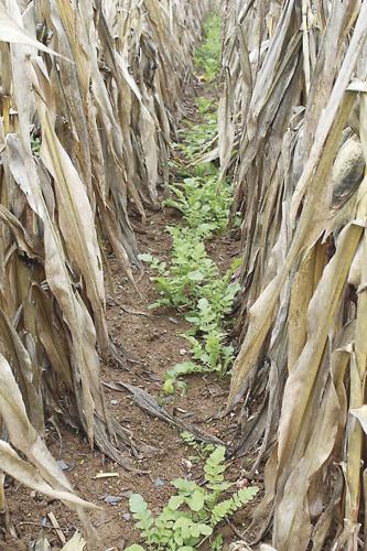 Field Day Explores Trials of Cover Crops in Corn | Farming and ...