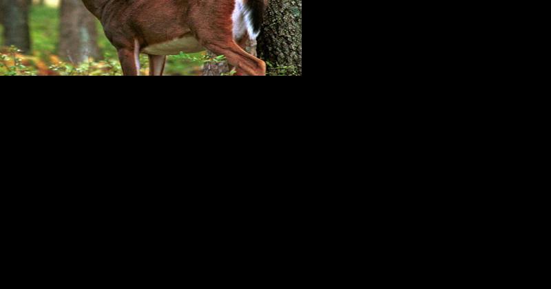 Hunters Sharing the Harvest Needs More Processors to Meet Rising Demand for Venison - Vimarsana News