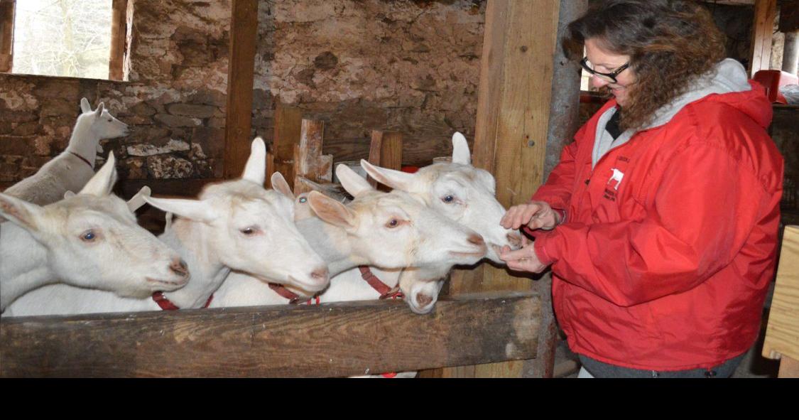 Dairy Goat Breeder Succeeds at 'LaidBack' Farm Show Farming and Agricultural News