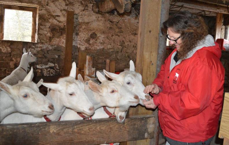 Dairy Goat Breeder Succeeds at 'LaidBack' Farm Show Farming and