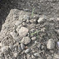 Stone Mulch Better Than Herbicide in Riparian Buffers - Lancaster Farming