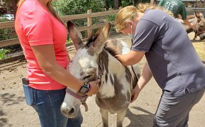New Jersey Farm Trespassing And Animal Abuse Leads To Positive Outcome Editorial Opinion Lancasterfarming Com
