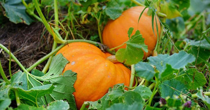 Everything You Need to Know About Growing Pumpkins and Gourds at Home - Vimarsana News