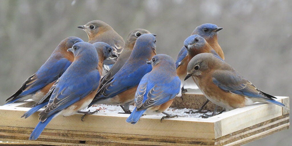 Eastern Bluebird