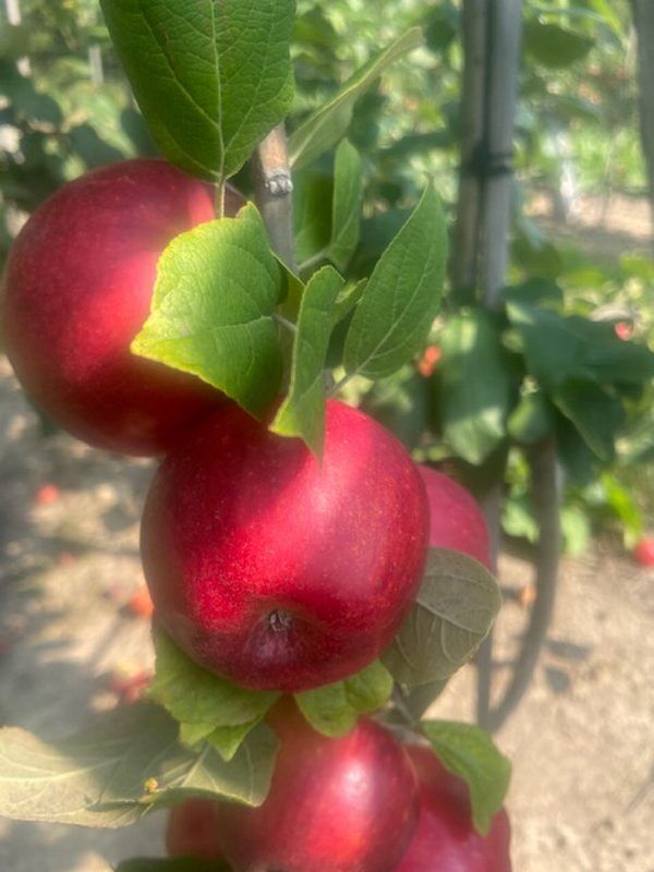 growing-new-apple-varieties-like-snapdragon-and-rubyfrost-gets