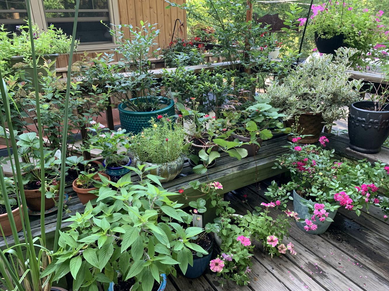 5 Tips for Keeping Container Plants Lush and Beautiful Through Summer’s