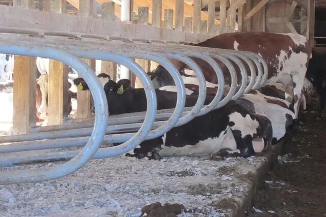 Incident on Pennsylvania Dairy Farm a Reminder of Manure Gas Risk