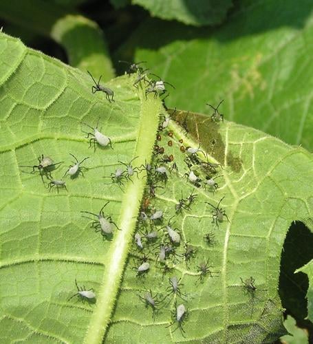 Three Bad Bugs That Damage Vegetable Fields | Fruit and Vegetable ...