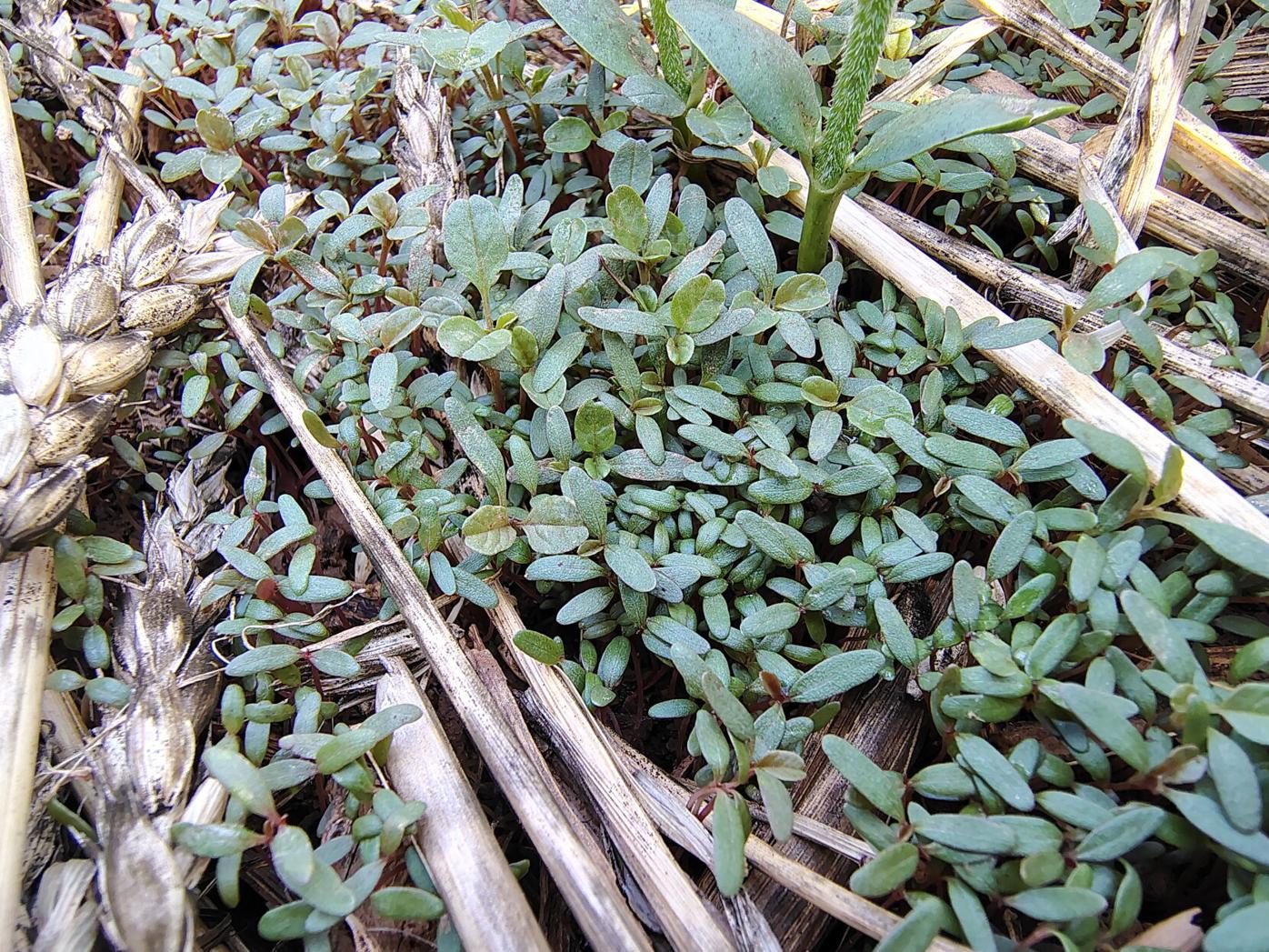Tips on Timing Herbicide Applications for Corn and Soybeans | Field Crop  News | lancasterfarming.com