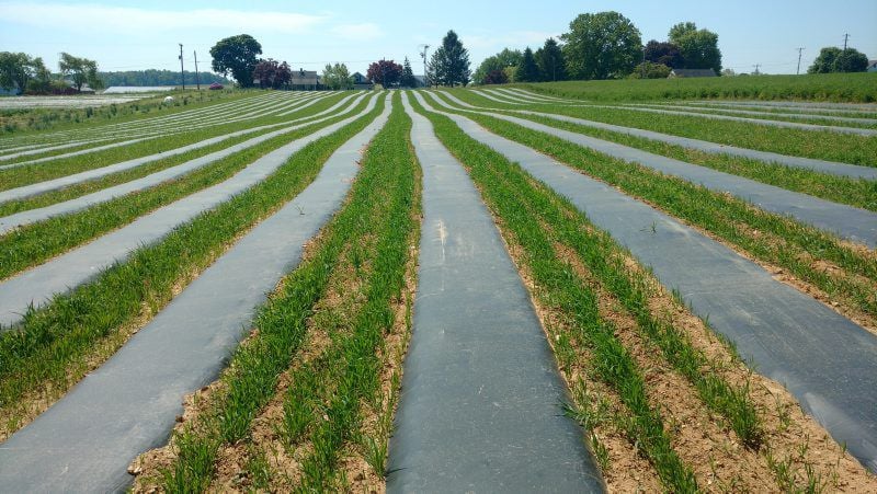 Cover Crop Combined With Plastic Mulch to Improve Soil | Soil Health