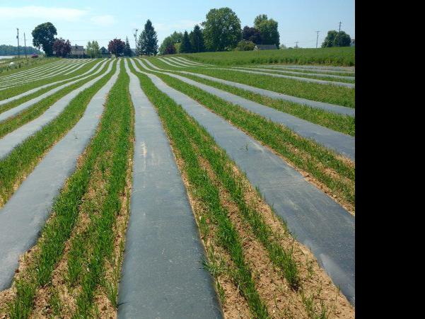 Cover Crop Combined With Plastic Mulch To Improve Soil Soil Health Information Education On Best Practices Lancasterfarming Com