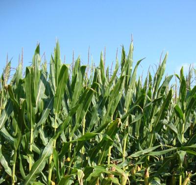 Five Acre Corn Club Deadline is August 1 | Farming and Agricultural ...