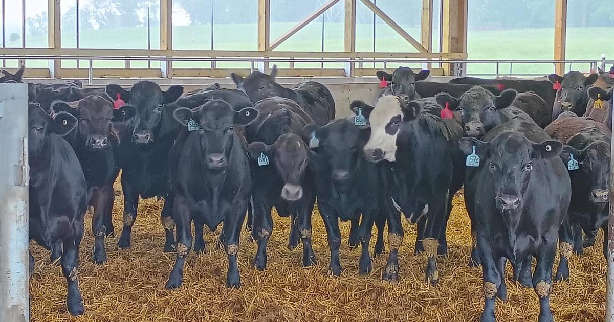 Angus Pure Beef Farm What Makes Certified Angus Beef So Successful? | Livestock News ...