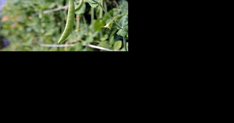 From Sugar Snap to Snow Peas: A Guide to Growing Peas in Your Vegetable Garden - Vimarsana News