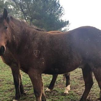 Fighting to Save Feral Horses in Old Coalfields - Vimarsana News