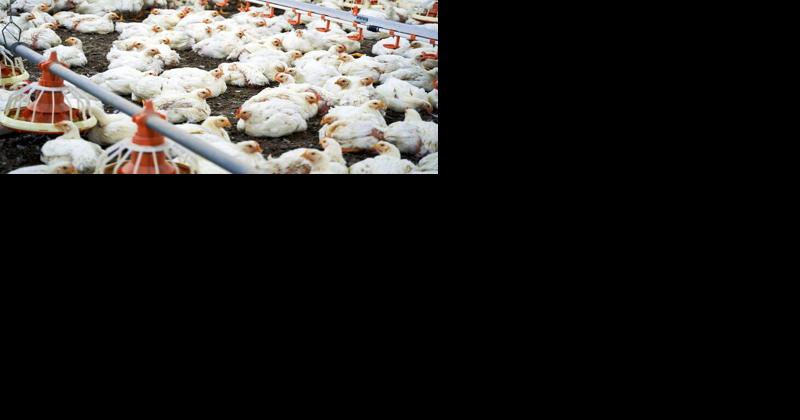 Avian Influenza Insurance Little Used - Vimarsana News