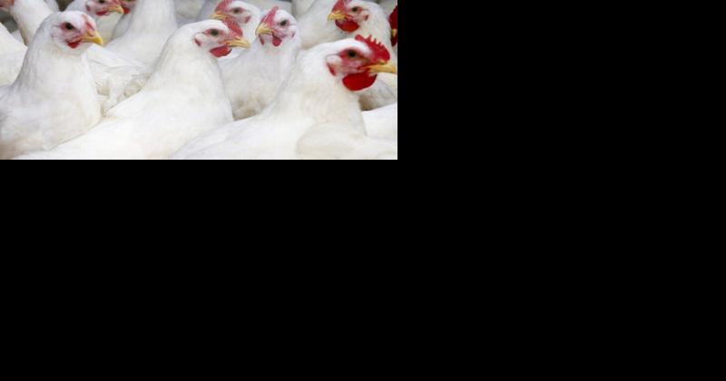 Avian Influenza Outbreak Shows Value of Planning - Vimarsana News