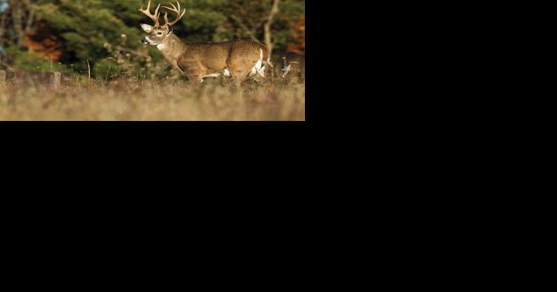 New Jersey Advances Deer Fencing Bill - Vimarsana News