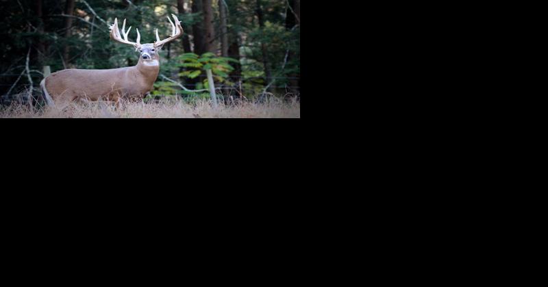 Deer Appear to be in the Clear for Forever Chemicals - Vimarsana News