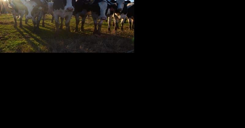 Troubleshooting the fresh cow pen