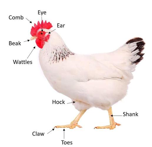 EXTERNAL ANATOMY OF CHICKENS – Small and backyard poultry