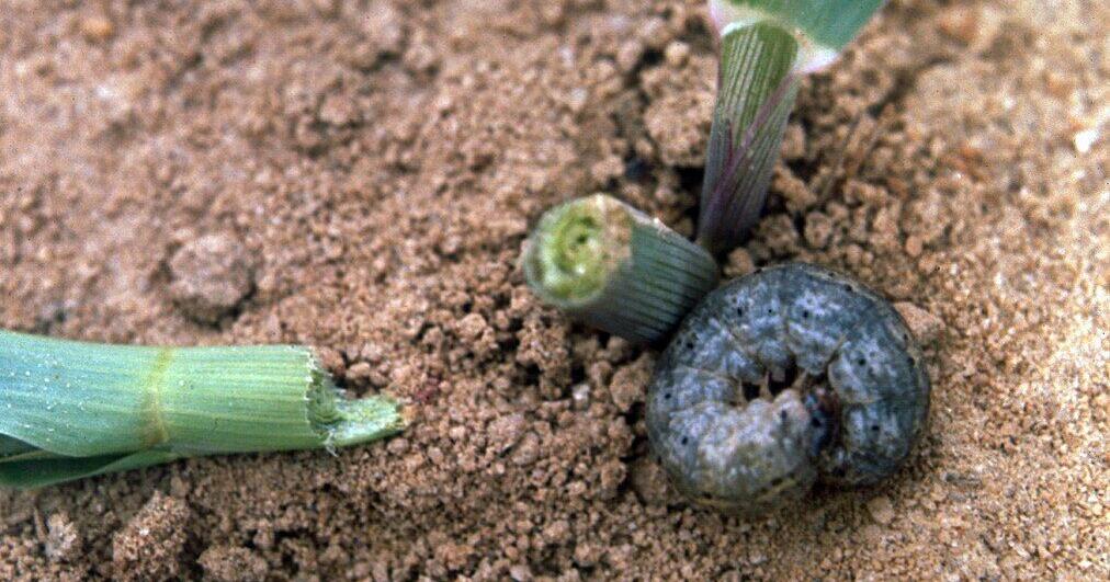 Save Your Vegetable Seedlings From Nighttime Cutworm Attacks