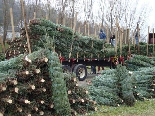 freehold township christmas tree pickup freehold township christmas tree pickup