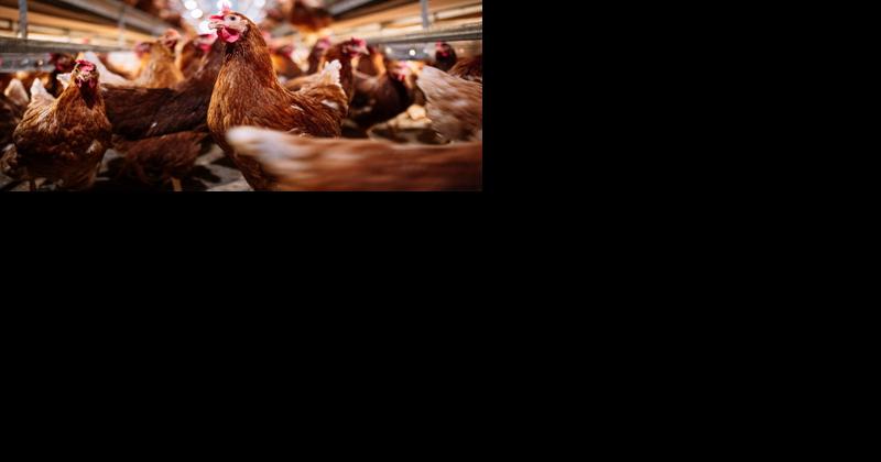 Avian Influenza: Everything You Need to Know - Vimarsana News
