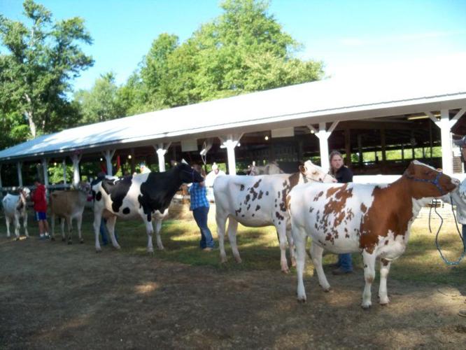 Mercer County Grange Fair Dairy Show Grows Farm Shows, County Fairs