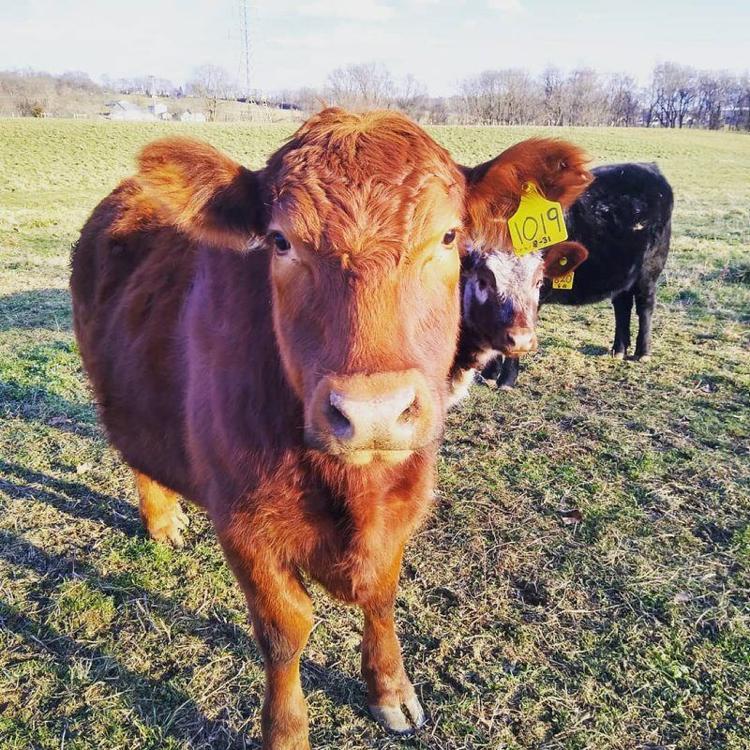 Stocker Cattle Have Room to Grow in Pennsylvania Livestock News