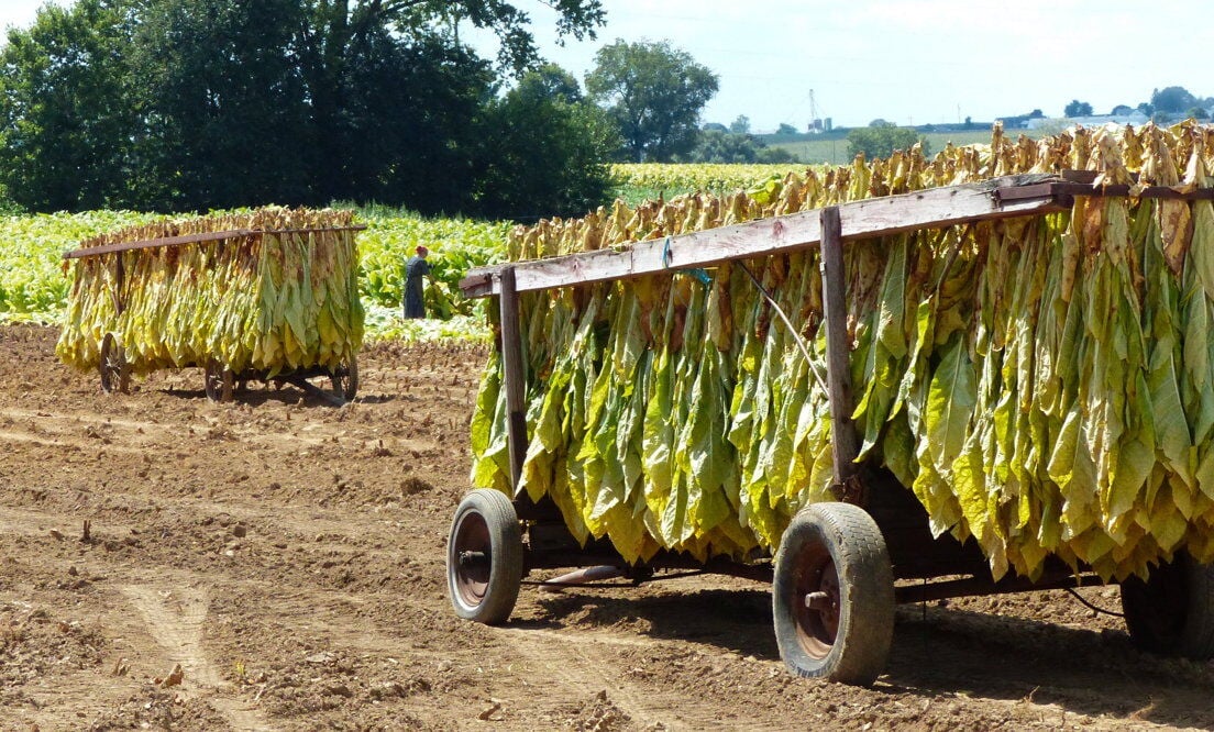 tobacco farm uk Tobacco Harvest Fills the Barns in Lancaster County | Field Crop News