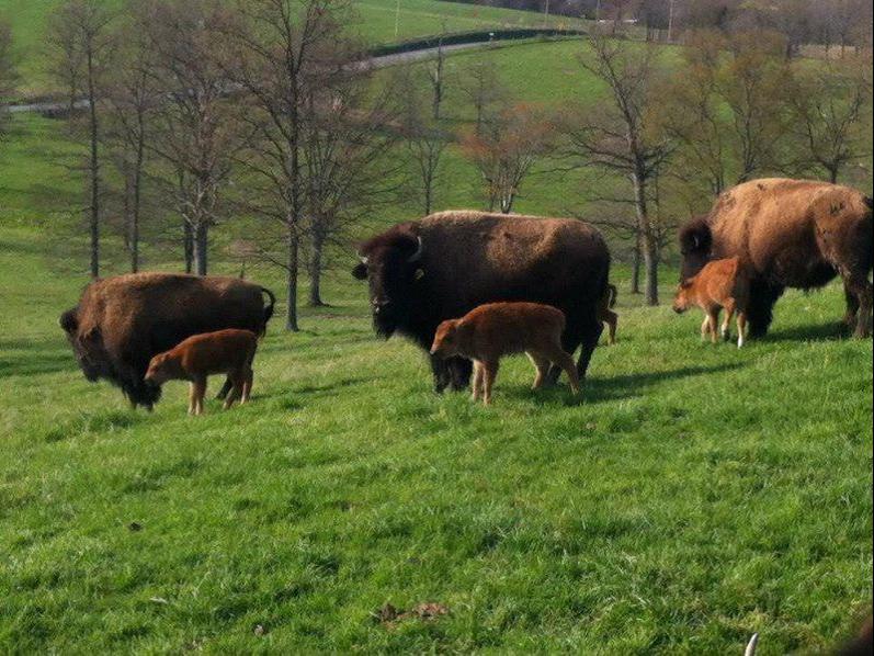 Bison Farm Builds History of Success Latest News in Livestock